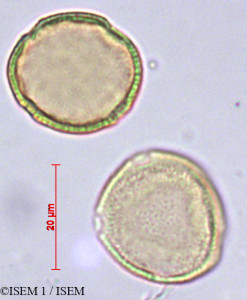 Pistacia terebinthus - lame n° 29374
